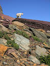 Billy Goat
