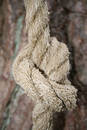 Knot