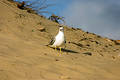 Seagull on the beach