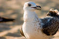 Seagull on beach