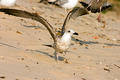 Seagull on the beach