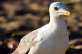Seagull on the beach