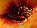 Peach Collection 10