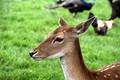 Stag in field