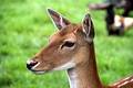 Stag-head