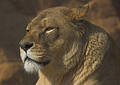 Lioness