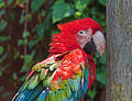 Scarlet Macaw