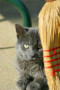 Cat watching