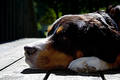 A bernese mountain dog
