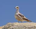 Seagull