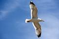 Backlit seagull