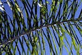 Palm frond