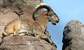 Barbary Sheep on Top of the World