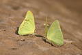 Yellow Butterflys