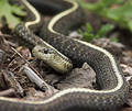 Garden Snake