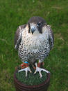Falcon