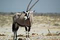 Gemsbok in Etosha #4