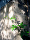 Rambling plant