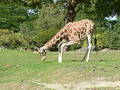Giraffe