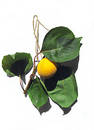 Tasty apricote