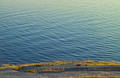 Sea and dog