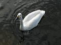 Swan