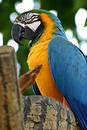 Parrot