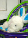 Bunny2