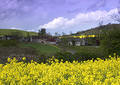 Rape seed village