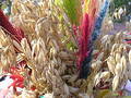 Harvest