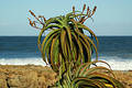 Aloe plant #2