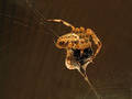 Spider & Fly