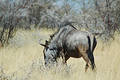 Blue wildebeast in Etosha