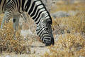 Zebra #1