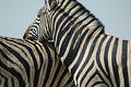 Zebra love #2