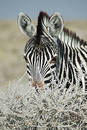 Zebra stare