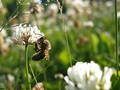The bee