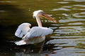 Pelican