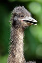 Ostrich
