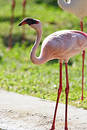 Crane