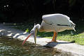 Pelican
