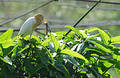 Heron