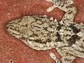 Lizard