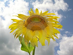 Sunflower 1 Stock Image