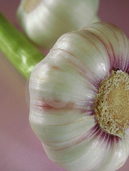 Stock Photography: Fresh garlic 