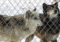 Captive Wolves