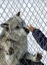 Captive Wolf