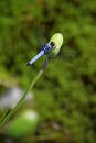 Blue dragonfly resting on a flowerbud
