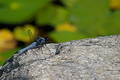 Blue dragonfly on a rock
