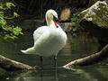 Swan